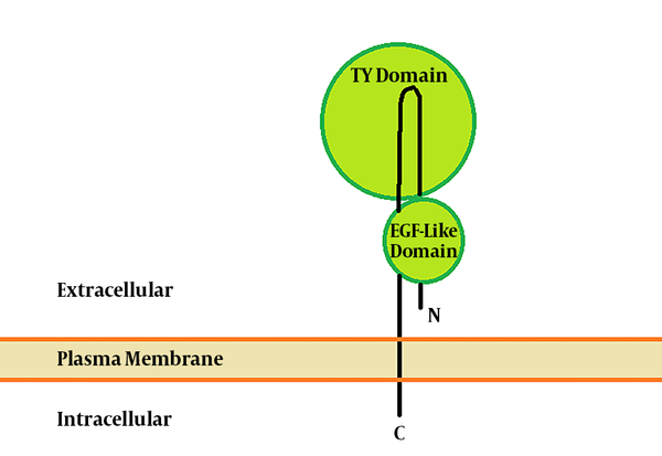 Diagram of EpCAM Protein at the Cell Membrane with the Extracellular N-terminus (N) and the Intracellular C-terminus (C) (6)