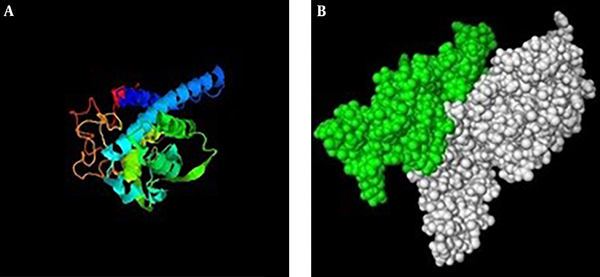 Third structure of chimera protein (IL2-3E); A, predicted structure by I-tasser server. B, PDB format visualizing of the predicted tertiary structure of chimera protein by PyMol software. Green colure demonstrates epitope regions and the whit colure represents IL-2 protein.