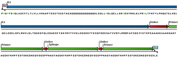 Schema of amino acid profile of the chimera protein (IL2-3E) which designed by the CLC software; the blue color refers to the IL-2 cytokine amino acids as molecule adjuvant, the green colors are repeats of epitope amino acids and the red colors are the linkers amino acids among domains.