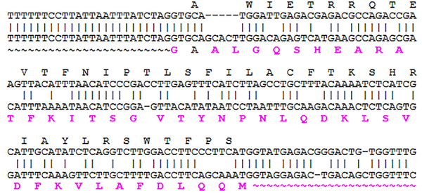 NCBI Blast of the Identified Variant in Sanger Sequencing