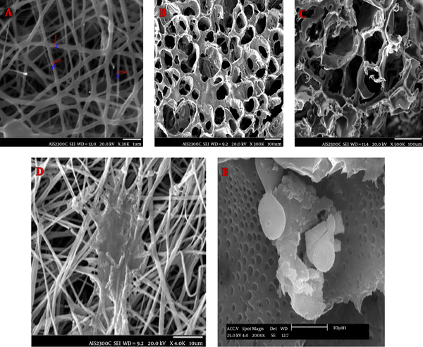 SEM micrographs showing the morphology of electrospun and freeze-dried scaffolds before (A, B and C) and after cell culture (D, E)