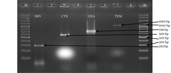 1 - 3 - 5 - 7: Gel electrophoresis images of GSBL (SHV, CTX, OXA, TEM) positive isolates. 2 - 4 - 6 - 8: Negative control (mastermix without DNA) M: 100 bp DNA ladder (Vivantis)