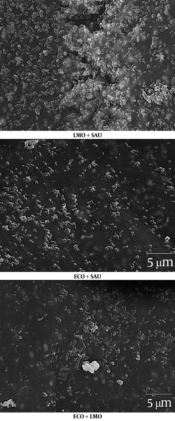 Visual evaluation of double-species biofilm formation using electron microscope