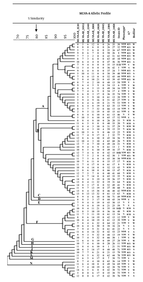 Dendrogram of genetic diversity of A. baumannii isolated from burn patients by MLVA, biofilm formation, international clone, and resistant phenotypes. Abbreviations: MDR, multidrug-resistant; XDR, extensively drug-resistant; N, non-MDR; IC, international clone; Biofilm formation: S, strong; W, weak.