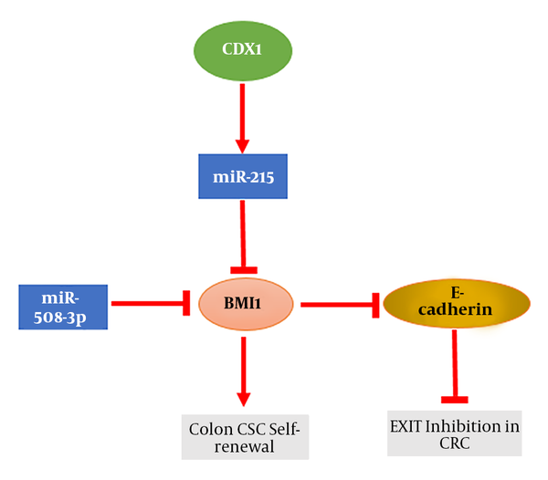 The miRNA regulation of BMI1 in colon CSCs. There is an inverse relationship between CDX1 and BMI1 expression. High expression level of CDX1 predicts good prognosis and is related to small population of CSCs in colon cancer.