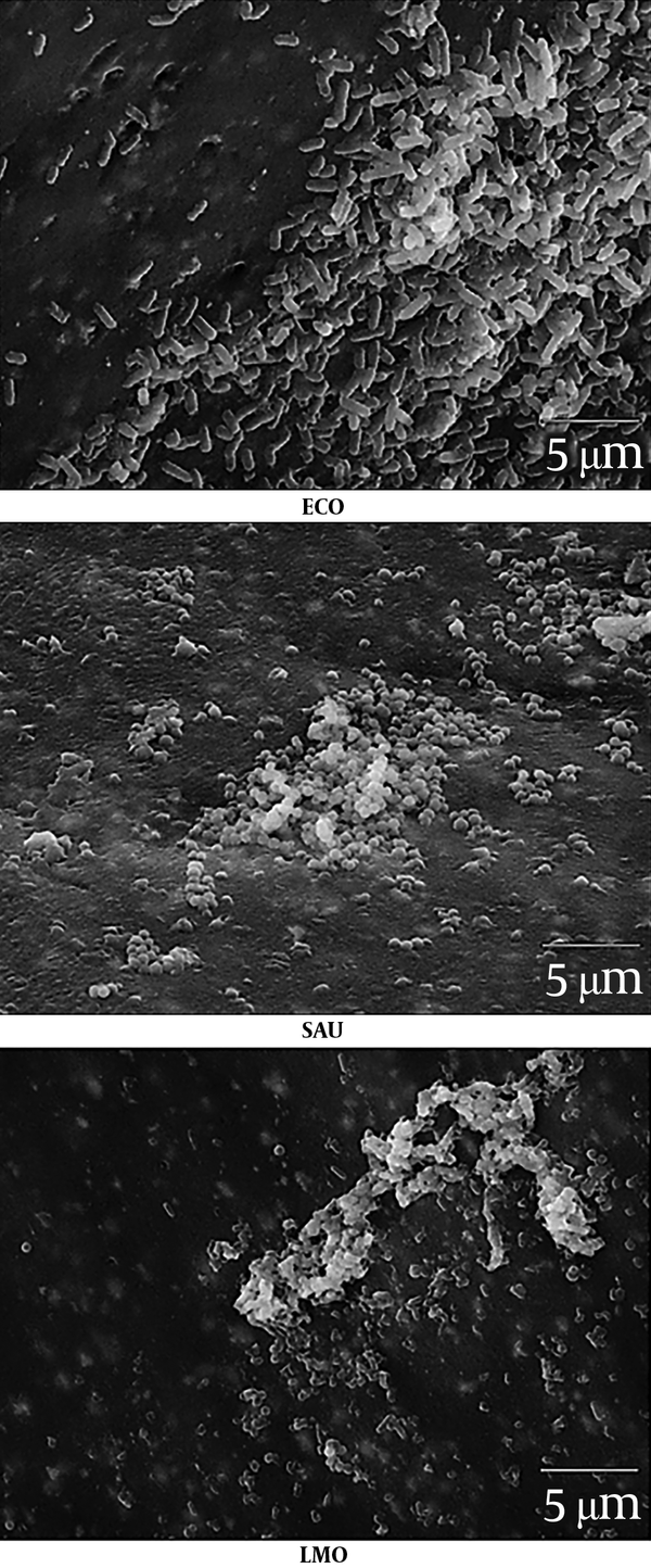 Visual evaluation of single-species biofilm formation using electron microscope