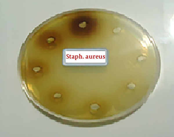The result of well diffusion on Staphylococcus aureus