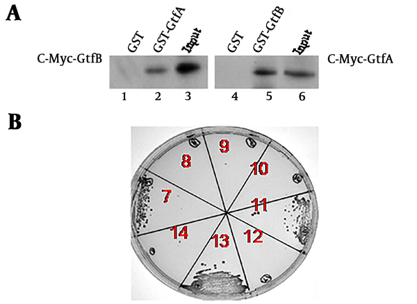 GtfA interaction with A, GtfB tested by in vitro GST pull-down assays; B, by yeast two-hybrid experiments.
