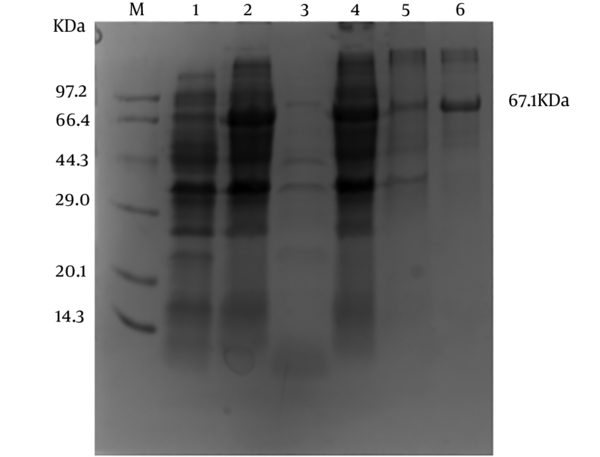 SDS-PAGE analysis of expressed and purified ZIKV-E protein. M: protein marker; lane 1: E. coli without IPTG; lane 2: E. coli induced with IPTG; lane 3: soluble fractions; lane 4: insoluble fractions; lane 5: the purified ZIKV-E protein; lane 6: the purified ZIKV-E protein after refolding.