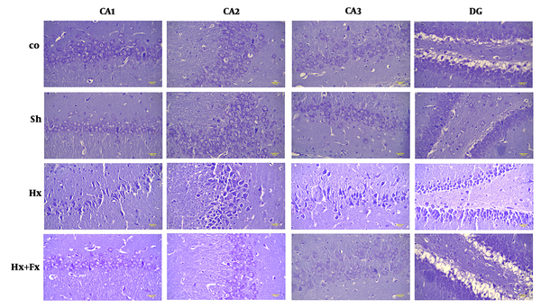 Effects of Fx supplementation on histological changes in the hippocampus of rats with hypoxia. Histological changes in the hippocampus of rats during hypoxia induction and the effect of flaxseed on the histopathology of different areas of the hippocampus (Cresyl Violet (Nissl) staining, X400). Hypoxia leads to disturbed neuronal density in different areas of the hippocampus and significant improvements were observed in the Hx + Fx group. Co = control, Sh = sham, Hx = hypoxia, Hx + Fx = hypoxia treatment with flaxseed.