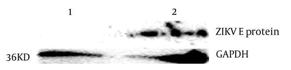 Western Blot analysis of the polyclonal antibody induced by recombinant ZIKV-E protein. ZIKV infected and mock-infected Vero cells were used for Western Blot analysis using GAPDH antibody and anti-ZIKV-E antiserum.
