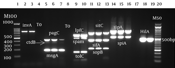 Virulence genes detection by multiplex PCR. Lane 1: marker 100 bp; lanes 2 and 3: invA (780 bp); lanes 4, 8, and 17: negative control; lanes 5, 6, and 7: pag (454 bp), cdtB (268 bp), and msgA (189 bp); lanes 9 and 10: ipfC (641 bp), span (504 bp), and tolC (161 bp); lanes 11, 12, and 13: sitC (768 bp), sifA (449 bp), and sopB (220 bp); lanes 14, 15, and 16: sipA (875 bp) and spiA (550 bp); lanes 18 and 19: hilA (497 bp), lane 20: marker 50 bp.