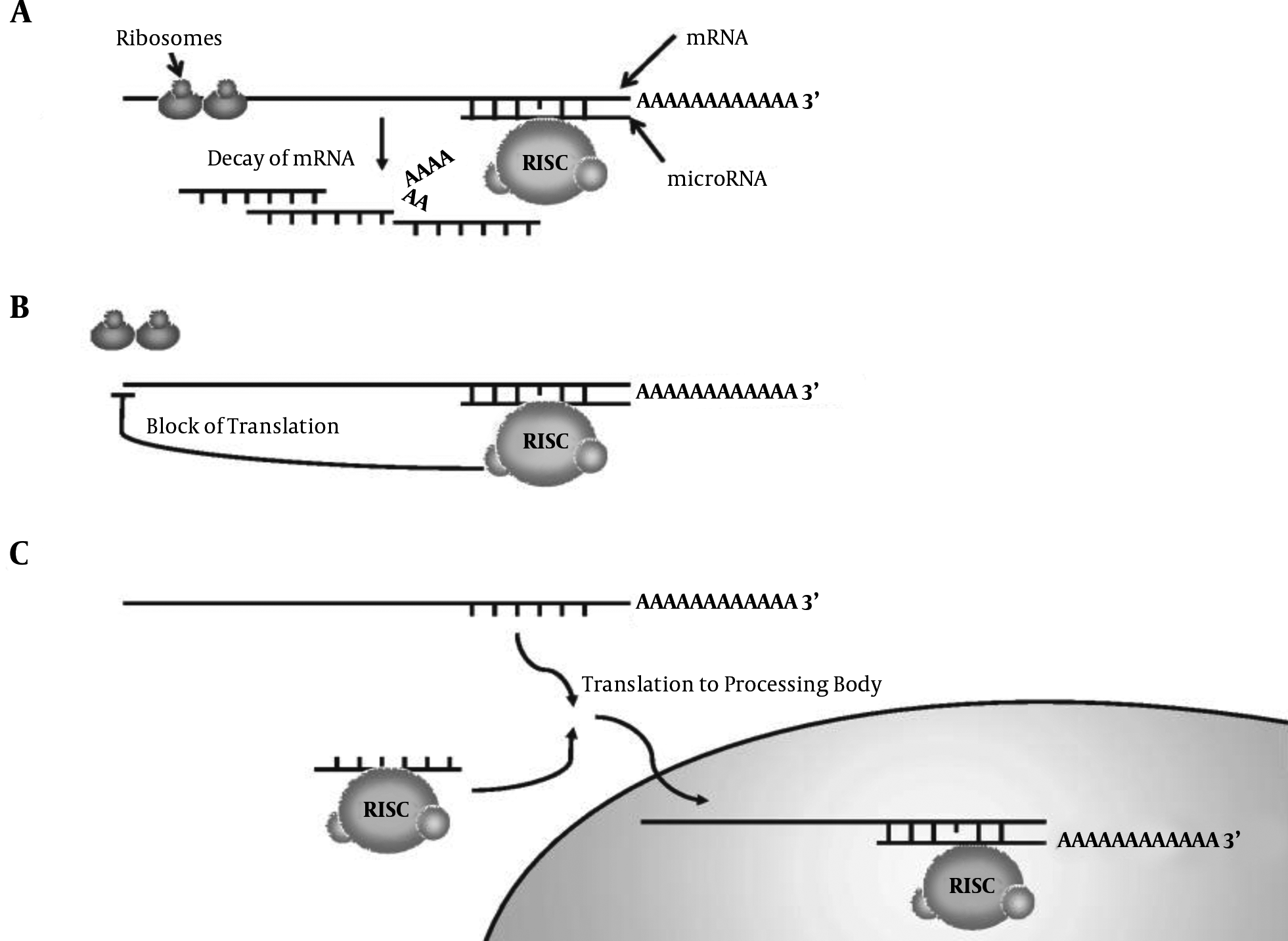 Mechanism of translation inhibition of target genes by microRNA via. A, mRNA dissociation; B, inhibition of mRNA translation; C, enclosing P-bodies (34)