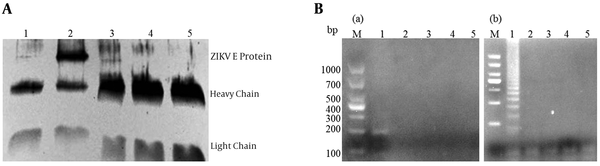 Evaluation of the ZIKV virion capture ability of the ZIKV-E polyclonal antibody by Western Blot, IC-PCR, IC-LAMP assay. A, the supernatant of ZIKV infected Vero cells (lane 2), and mock-infected Vero cells (lane 1) were captured by the polyclonal antibody of ZIKV-E using the immuno-magnetic beads. Besides the Vero cells supernatant of ZIKV infected also captured by the polyclonal antibody of ZIKV-NS1, Shigella, and Salmonella (lane 3, 4, 5), then the mixture were used for Western Blot analysis using anti-ZIKV-E antiserum; B, (a) the IC-PCR Products were analyzed by gel electrophoresis; lane 1 positive IC-PCR products; lane 2 to lane 4 represent the cDNA were captured by the polyclonal antibody of ZIKV-NS1, Shigella, and Salmonella, lane 5 negative control; (b) The IC-LAMP Products were analyzed by gel electrophoresis; lane1, positive IC-LAMP products; lane 2 to lane 4 represent the cDNA were captured by the polyclonal antibody of ZIKV-NS1, Shigella, and Salmonella, lane 5 negative control.