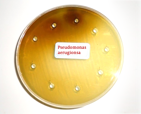 The result of well diffusion on Pseudomonas aeuroginosa