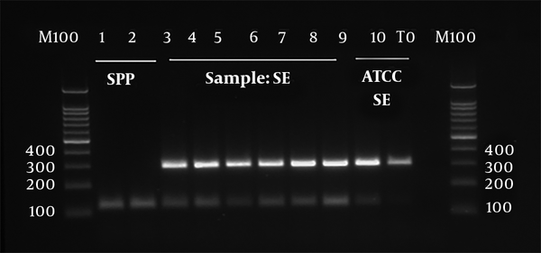 PCR amplification of virulence genes. Left to right: Lane M 100; ladder 100 bp; lanes 1 and 2: Salmonella spp.; lanes 3, 4, 5, 6, 7, 8 and 9 (Samples): S. entritidis; Lane 10: ATCC SE.