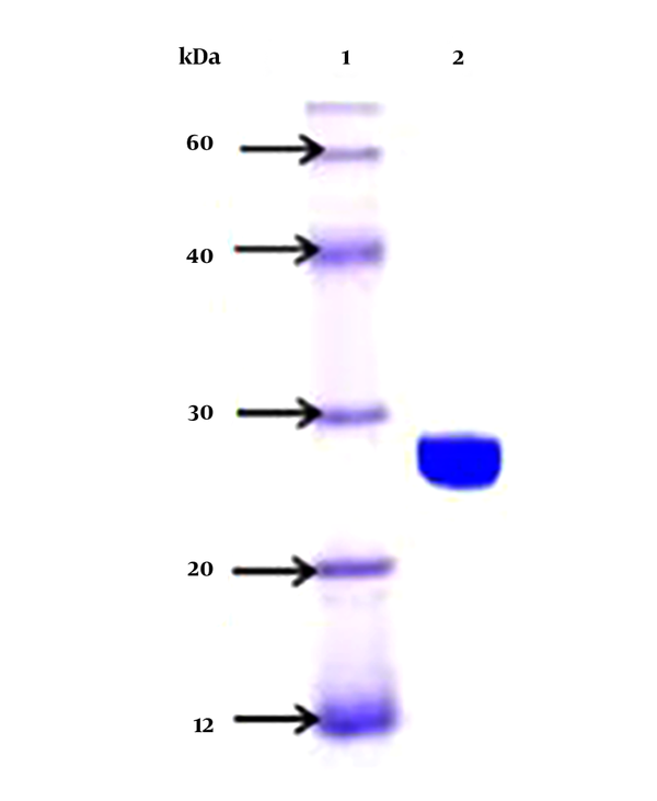 Native SDS PAGE of partially purified sialidase enzyme in L. monocytogenes *lane 1: protein marker; lane 2: L. monocytogenes isolate L-14