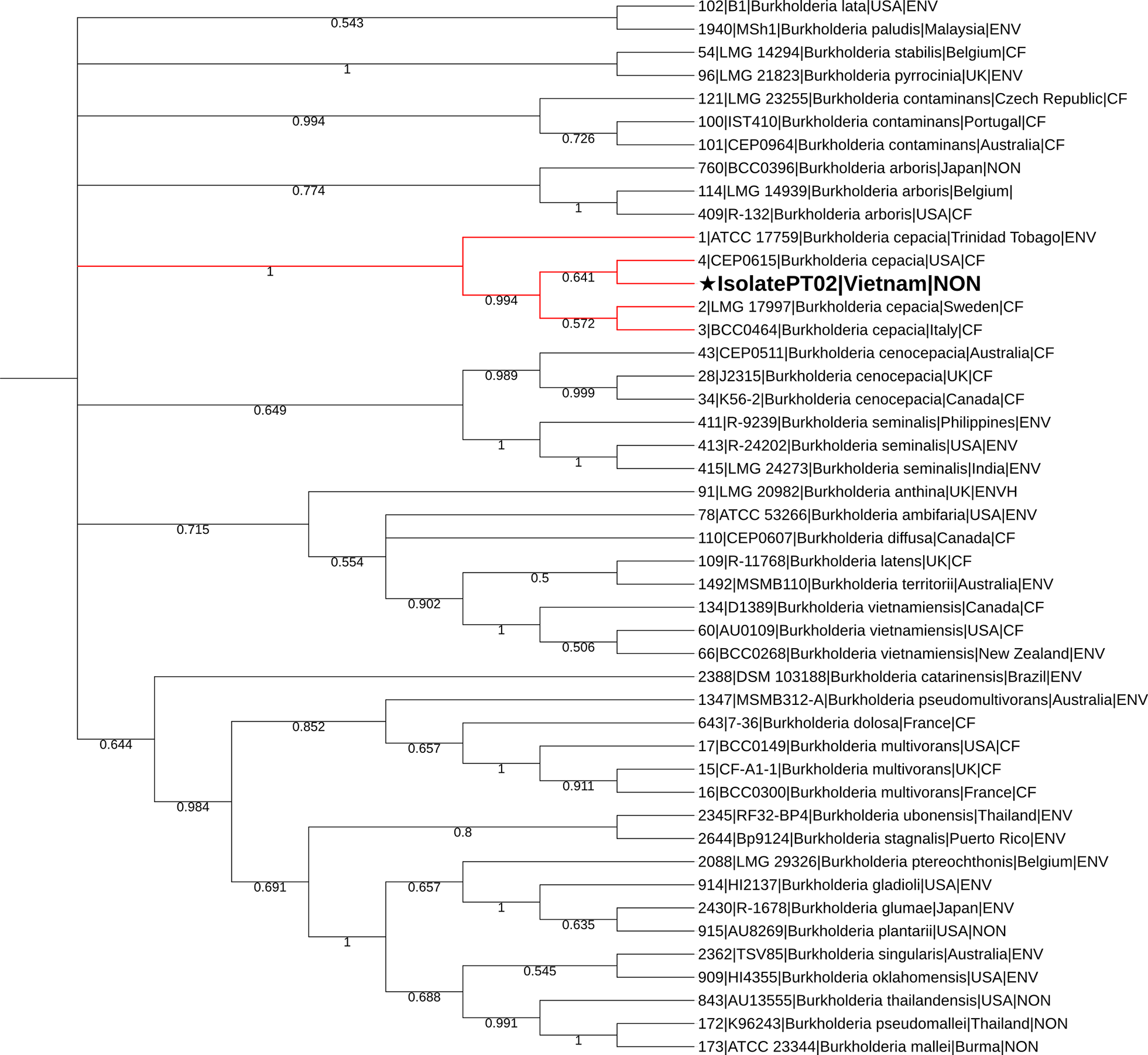 The genetic distance of 45 concatenated sequences of Burkholderia spp., and B. cepacia PT02 house-keeping genes according to MLST scheme (7). Maximum Likelihood dendrogram (bootstrap = 1000) constructed using the TamuraNei model. The consensus bootstrap tree was obtained by 1000 iterations to demonstrate the reliability of clade forming. The multiple alignments were performed using MUSCLE algorithm. Alignment blocks containing gaps and missing data were excluded from analysis. The final dataset contained 2,271 sites.