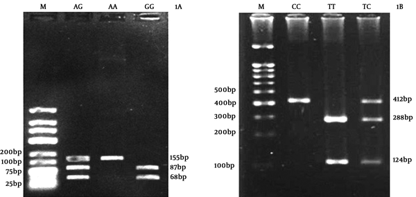 The electrophoresis of PCR products of rs2275913 (A) and rs763780 (B) polymorphisms on 2% agarose gel