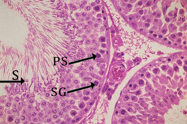 Section from seminiferous tubular of control group. S, spermatid; PS: primary spermatocyte; SG: spermatogonia (H&E stain, 400 ×).