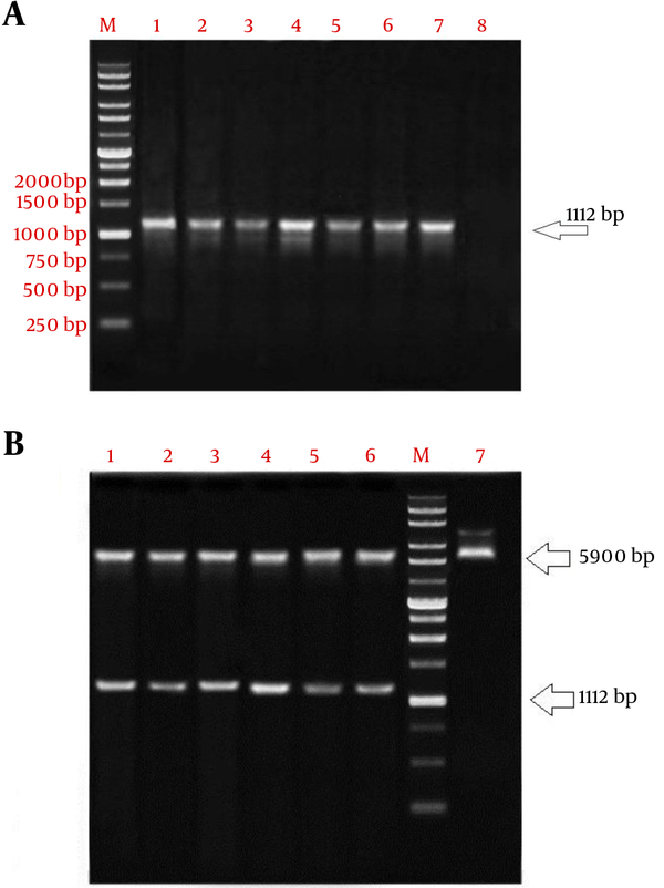 Cloning of ompA in pET32a; colony PCR of ompA. A, lane M, 1 Kb DNA marker; lane 1 - 7, an amplification of complete ompA gene (1112 bp) from pET32a-ompA; lane 8, negative control. B, analysis of recombinant expression vector (pET32a-ompA) digested by two restrictive endonucleases HindIII and XhoI. Lane 1 - 6, 5900 bp segment pET32a and fragment 1112 bp ompA; lane M, 1 Kb DNA marker; lane 7, pET32a undigested.