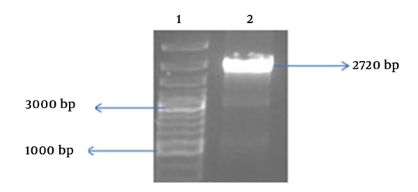 1, PCR product of recombinant fusion gene; DNA ladder 1Kb; 2, PCR product of fusion fliC-NT300 (2720 bp)