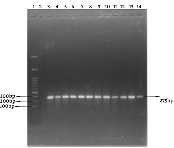 Lane 1 is marker (100 bp). Lane 2 is negative control (double distilled water). Lane 3 indicates S. aureus PTCC 1112 (positive control) that bands within 275 bp and is associated to nuc gene. Lanes 4 - 14 indicate positive samples.