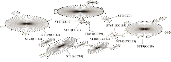 eBURST diagram of the Streptococcus agalactiae population