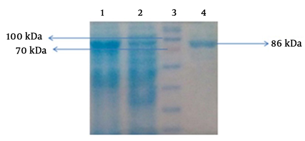 SDS-PAGE analysis; 1, induce sample; 2, non-induced sample; 3, protein ladder; 4, purified protein