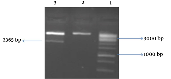 Double digestion analysis; 1, DNA ladder 1Kb; 2, uncut vector; 3, vector digested by (BamH1/Xho1) enzymes (2365 bp band)