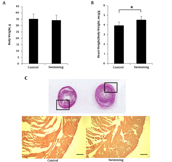 Body weight, heart weight and HE staining swimming mice. A, mice body weight at the end of swimimng period; B, ratio heart weight normalized with body eight; C, hermatoxylin eosin staining of mice heart paraffin section. One way ANOVA test was performed for A and B data presented as mean ± SEM. *P &lt; 0.05.