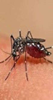 Chikungunya Fever in Clinically Diagnosed Patients: A Brief Report of Comparison Between Laboratory Confirmed and Discarded Cases