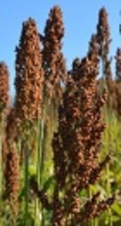 Removal of Pyrene from Soil Using Phytobioremediation (Sorghum Bicolor-Pseudomonas)