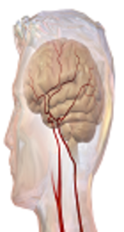 Cognitive Function and Dynamic Cerebral Blood Flow Regulation in Multiple Concussions
