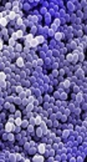 https://www.allposters.com.au/-sp/Staphylococcus-Aureus-Bacteria-posters_i9006118_.htm