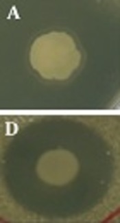 Anticandidal Potential of Endophytic Bacteria Isolated from Dryopteris uniformis (Makino)