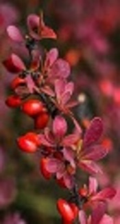 Antioxidant and Antimicrobial Activities of Aqueous and Ethanolic Extracts of Barberry and Zataria multiflora Boiss Essential Oil Against Some Food-Borne Bacteria