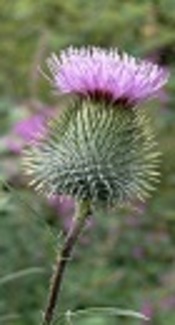 Antifungal Effects of Silybum marianum Extract Individually and in Combination with Fluconazole on Clinical Candida Isolates in Northern Iran