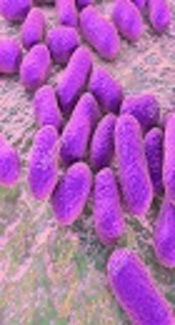 Acinetobacter baumannii, Alamy