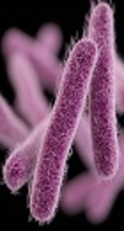 Prevalence and Antibiotic Susceptibility Patterns of Salmonella and Shigella Species Isolated from Pediatric Diarrhea in Tehran