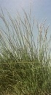 Phytoremediation with Festuca arundinacea: A Mini Review