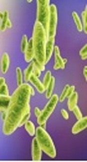 https://www.dailytrust.com.ng/what-you-need-to-know-about-brucellosis-250965.html