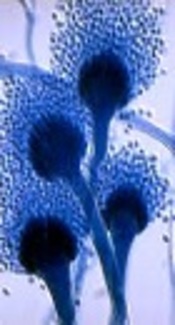 http://astenzymes.com/the-fallacy-of-aspergillus/