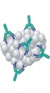 https://www.slideshare.net/DrAyushGarg/monoclonal-antibodies-71778862