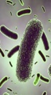 Retracted Article: Isolation of Lactobacillus Species from Domestic Dairy Products of Mahabad City