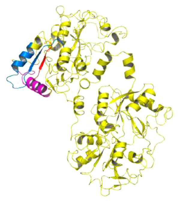 The overall structure of lactoferrin showing positions of the functional peptides Lf (1–11) (red), lactoferrampin (pink), and lactoferricin (blue) in the N-terminal lobe