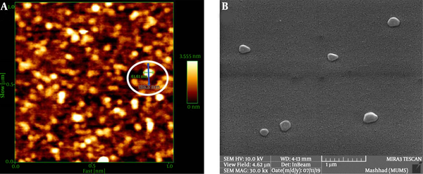 The LSEO-NE size characterization. A: AFM results; the brilliant circle shows the nanoemulsion diameter (61.61 nm) (green line and number) while the blue line and the number indicate the length of the line. B: SEM image of LSEO-NE droplets; pseudo-spherical droplets are detected at the agglomerated size, which may be due to the SEM preparation process. LSEO-NE: L. usitatissimum Seed Essential Oil Nanoemulsion; AFM: Atomic Force Microscopy; SEM: Scanning Electron Microscopy.