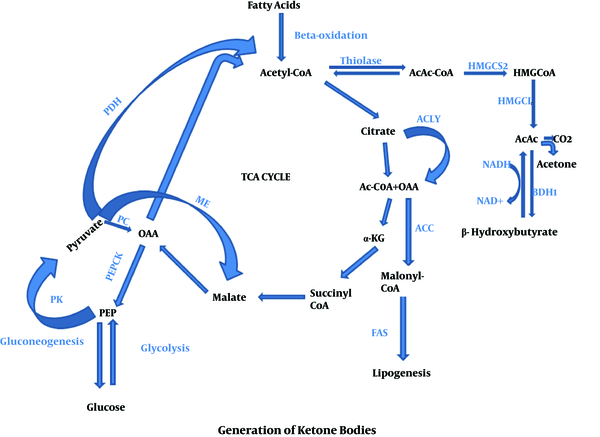 One carbon metabolism and early development: a diet-dependent destiny:  Trends in Endocrinology & Metabolism