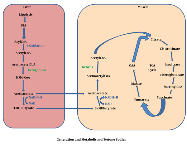 Generation and metabolism of ketone bodies