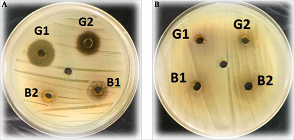 Comparison of growth inhibition zones generated by S. marianum flower and leaf extracts against Gram-positive (A) and Gram-negative (B) isolates.